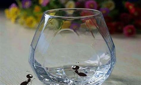 很多螞蟻 放杯子